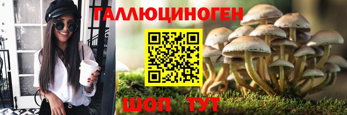 Звенигород  купить   Вход с VPN  Галлюциногенные грибы Cubensis 